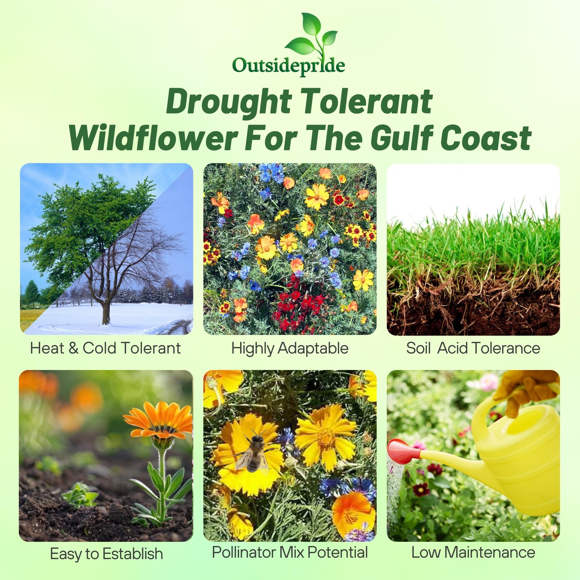 Outsidepride Gulf Coast Wildflower Seed Mix - 1/4 lb Perennial & Annual Wild Flowers for Full Sun & Partial Shade - Ideal for Pollinator Gardens & Vibrant Landscapes for Southern Florida & Texas