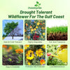 Outsidepride Gulf Coast Wildflower Seed Mix - 1/4 lb Perennial & Annual Wild Flowers for Full Sun & Partial Shade - Ideal for Pollinator Gardens & Vibrant Landscapes for Southern Florida & Texas