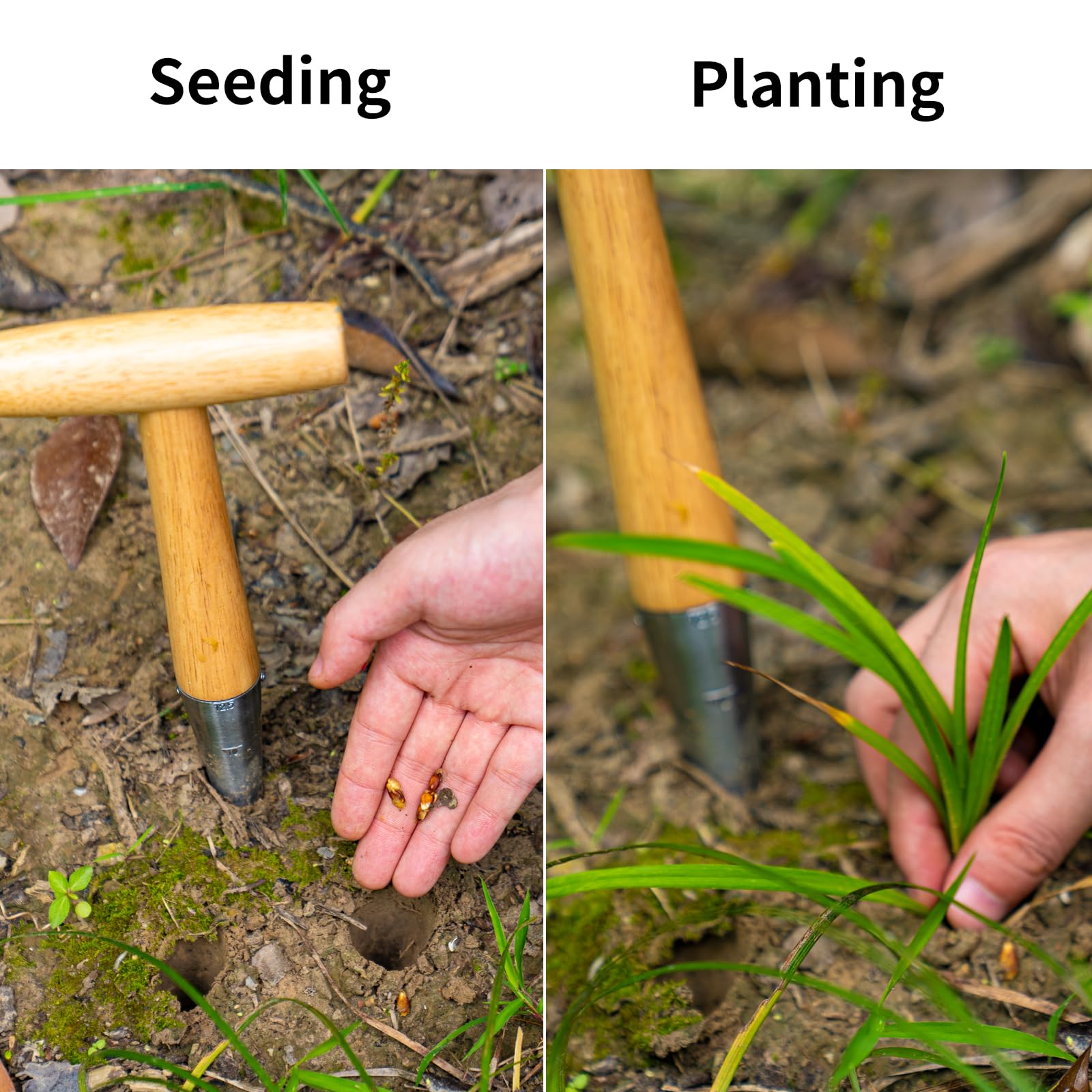 FLORA GUARD Hand Dibber Garden Tool, Seed Planter Tool with Wood Handle for Sowing Seed - 5" Seed Dispenser for Planting Steel Garden Dibber, Transplanting Plants,Planting Bulb,Digging