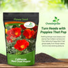 Outsidepride Red Chief California Poppy Seeds for Planting - 1/4 Lbs. Annual, Drought-Tolerant & Easy to Grow Wildflower Seeds with Vibrant Blooms for Landscaping, & Pollinator Garden
