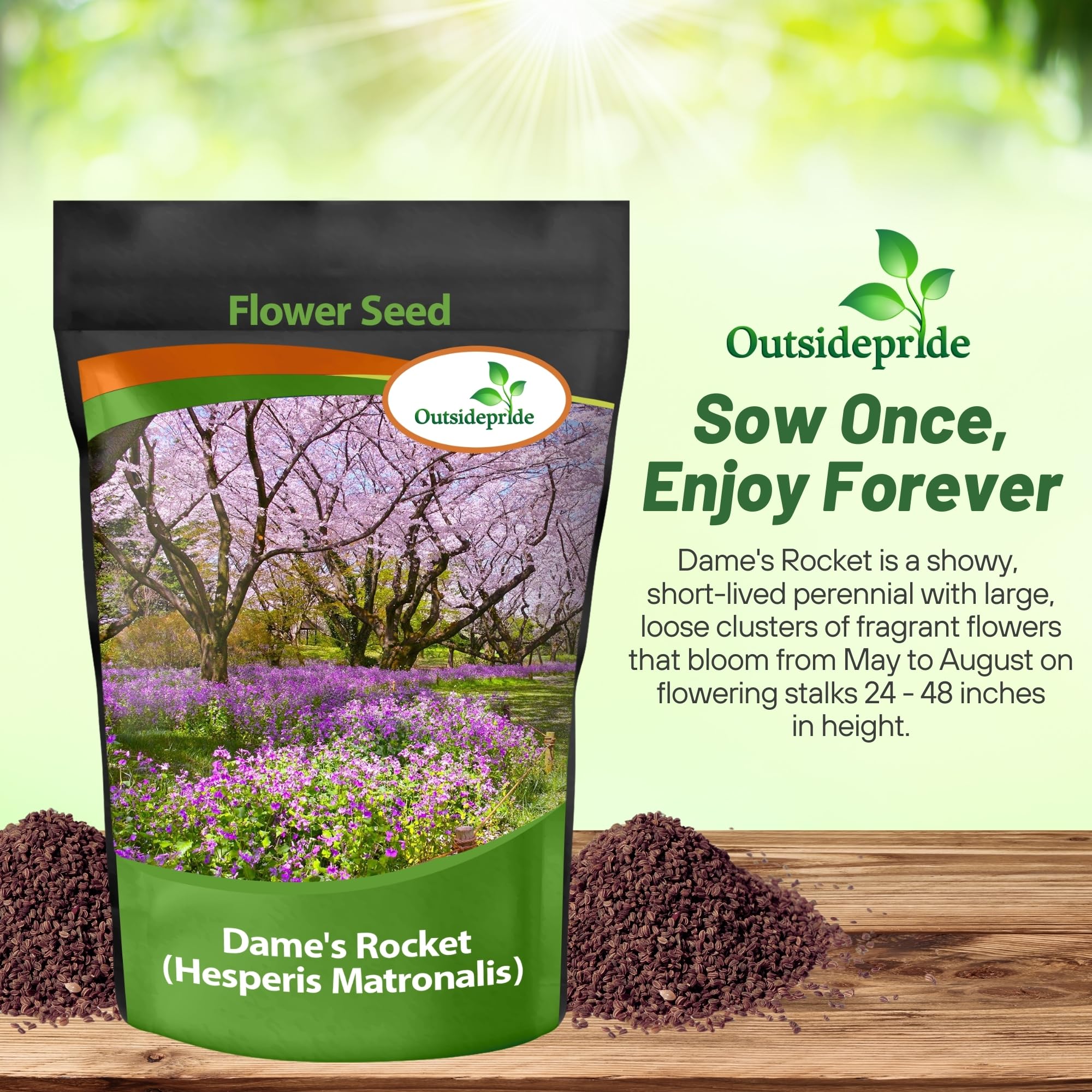 Outsidepride Dame's Rocket Flower Seeds - 1 Lb. Perennial, Easy to Grow, Deer Resistant & Self-Seeding Wildflower Seeds for Planting Vibrant and Fragrant Blooms in Pollinator & Butterfly Gardens