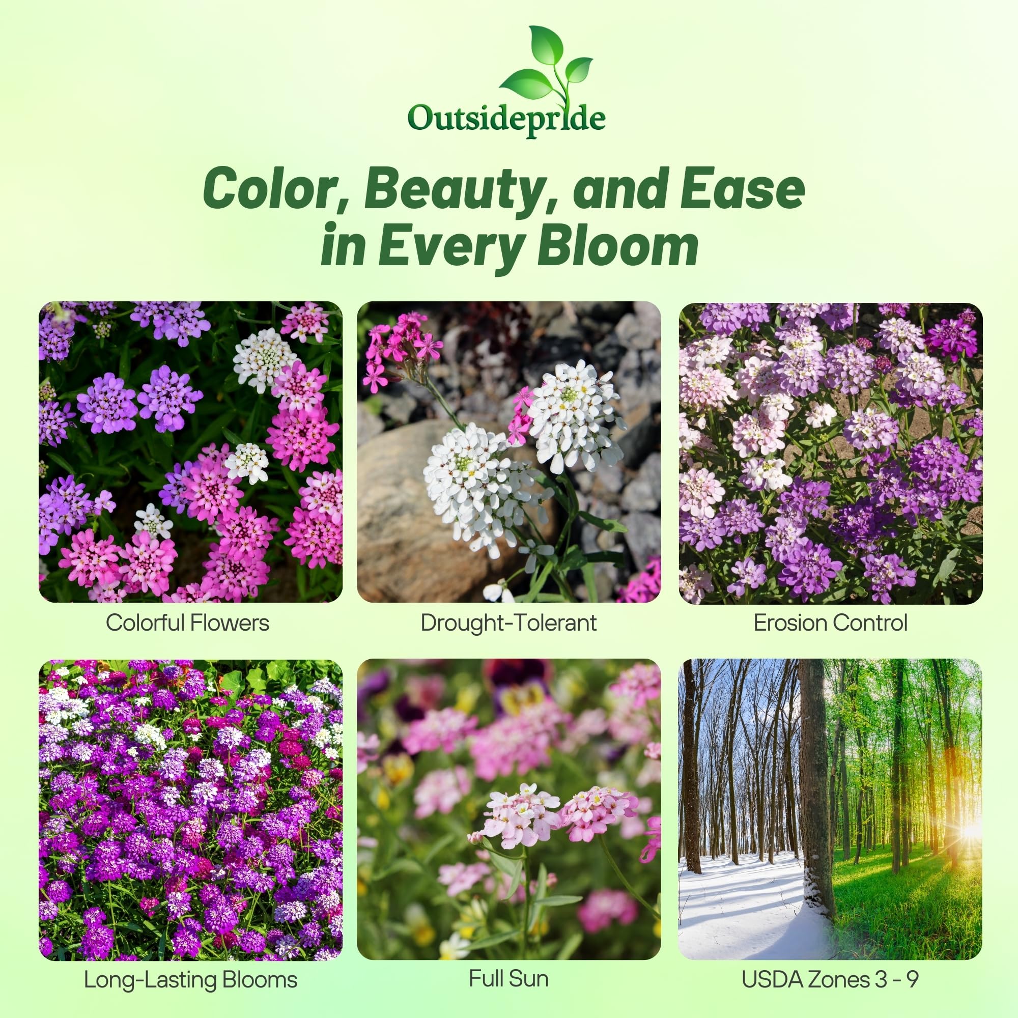 Outsidepride Wild Flower Candytuft Seeds - 1/4 lb. Annual Flower Seeds for Planting with Attractive Flowers, Easy to Grow & Drought Tolerant for Garden Ground Cover, Borders, & Edging