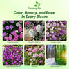 Outsidepride Wild Flower Candytuft Seeds - 1/4 lb. Annual Flower Seeds for Planting with Attractive Flowers, Easy to Grow & Drought Tolerant for Garden Ground Cover, Borders, & Edging