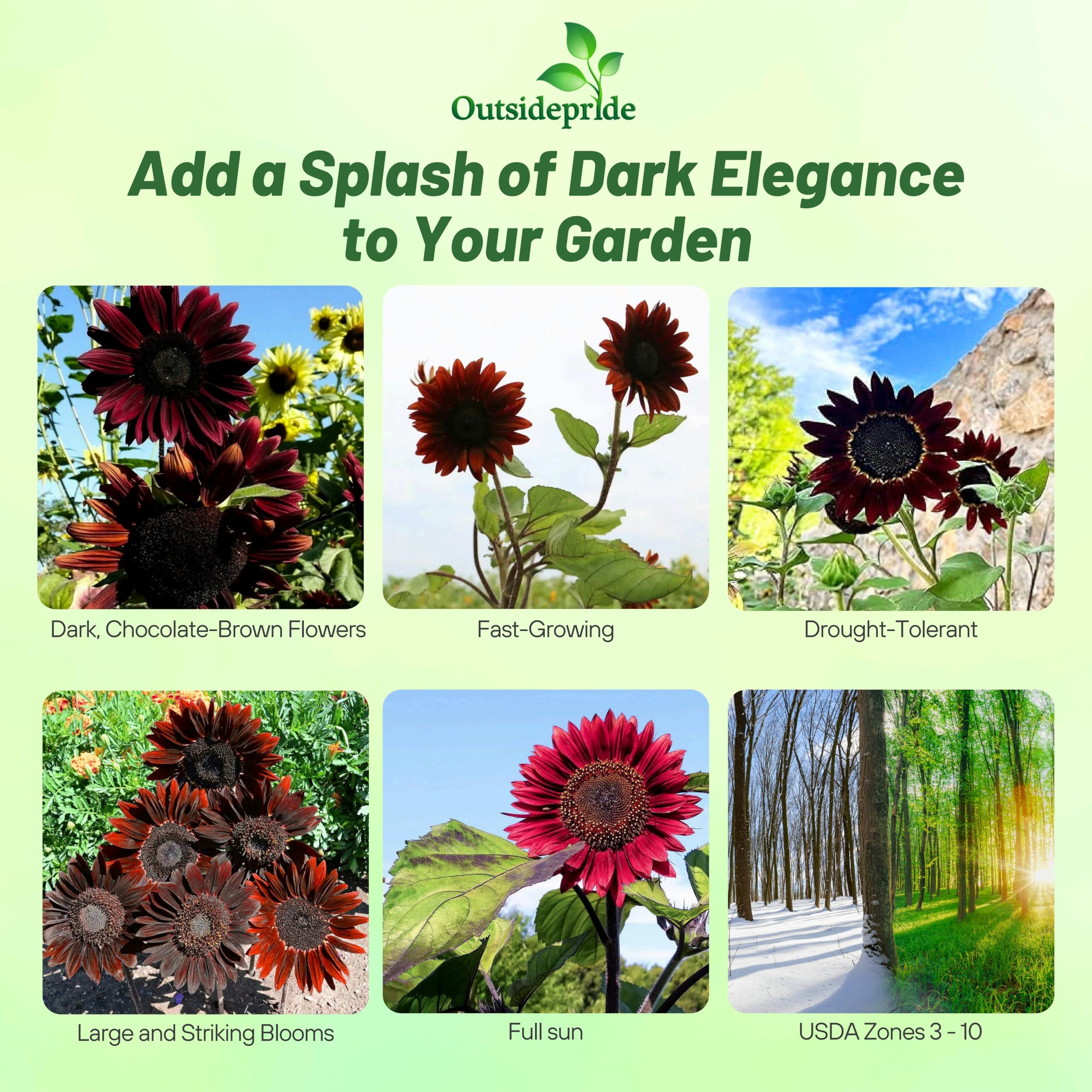 Outsidepride Chocolate Cherry Sunflower Seeds for Planting - 1/4 Lb. Annual, Easy to Grow Flower Seeds w/Vibrant, Abundant Blooms for Cut Flower Arrangements & Pollinator & Vegetable Gardens