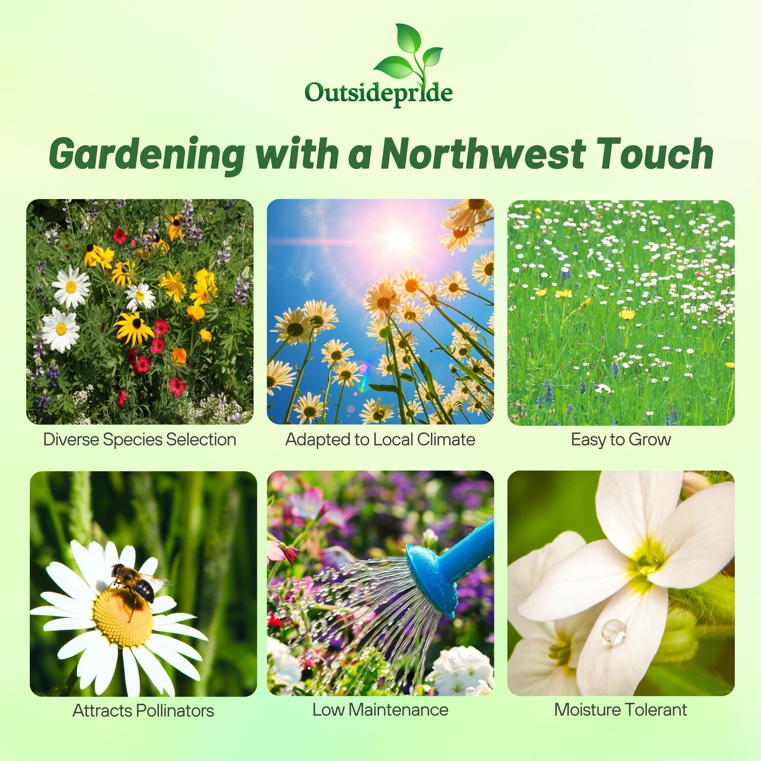Outsidepride Northwest Wild Flower Seed Mix - 1 lb Premium Blend of Annual & Perennial Wildflower Seeds for Northwestern States - Ideal for Attracting Pollinators, Perfect for Garden Displays
