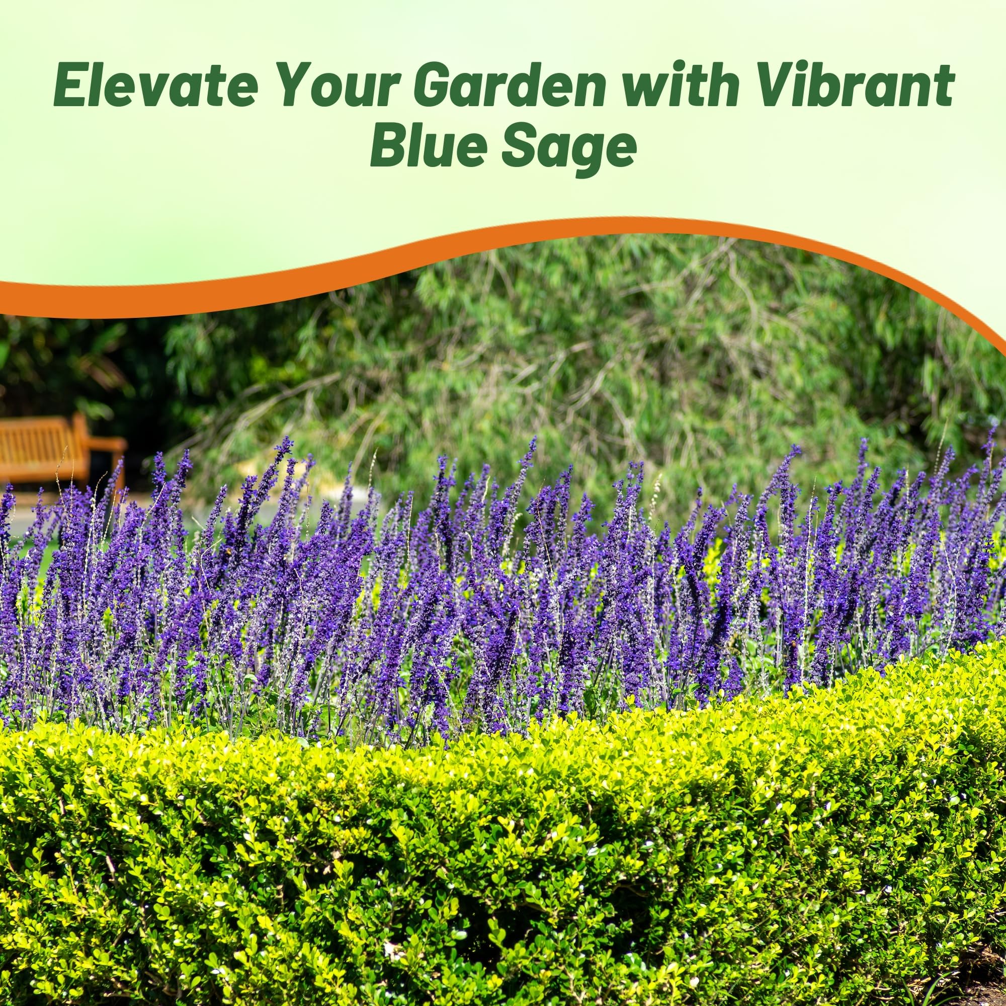 Outsidepride Blue Sage Seeds - 1/2 Lb. Perennial, Drought-Tolerant & Deer-Resistant Wildflower Seeds w/Fragrant Blooms for Pollinator Attractant for Butterfly & Hummingbird Gardens & Landscaping