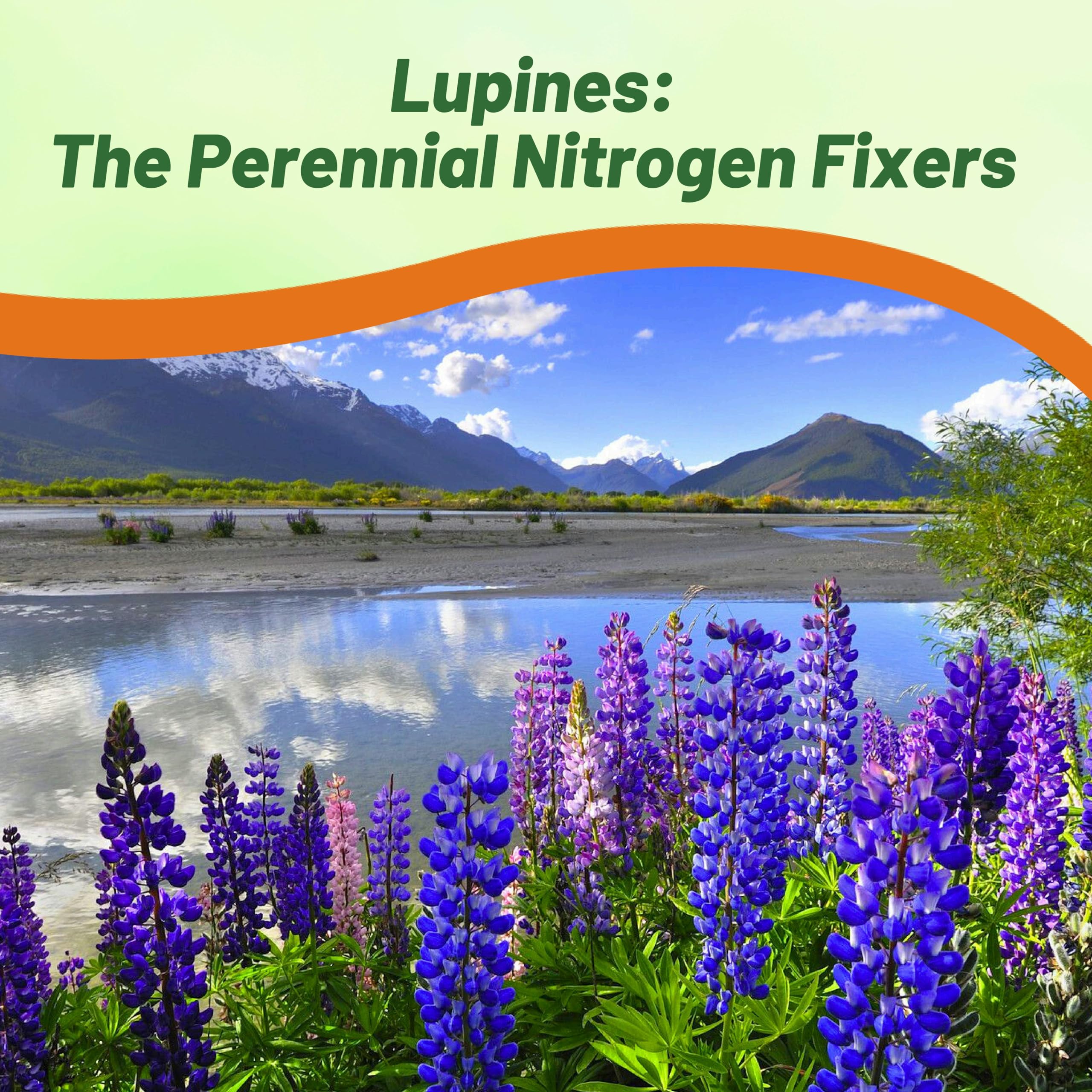 Outsidepride Wild Blue Perennial Lupine Seeds - 1 Lb. Self-Sowing, Cold Hardy & Frost Tolerant Wildflower Seeds for Fall Planting, Ideal for Attracting Pollinators & Hummingbirds