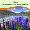 Outsidepride Wild Blue Perennial Lupine Seeds - 1 Lb. Self-Sowing, Cold Hardy & Frost Tolerant Wildflower Seeds for Fall Planting, Ideal for Attracting Pollinators & Hummingbirds