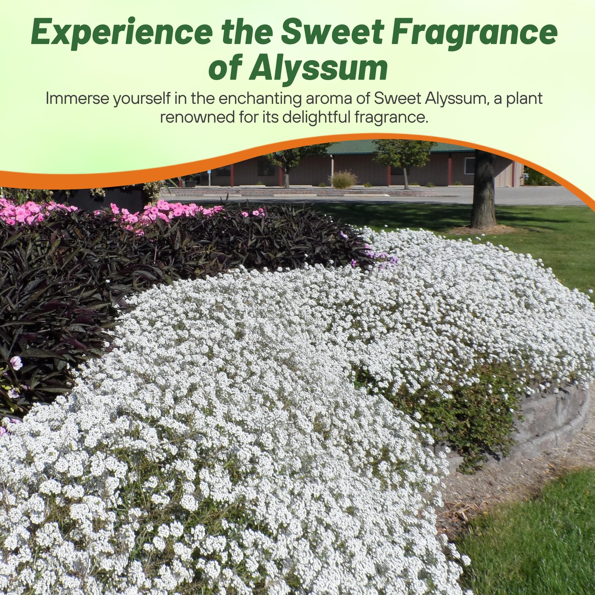 Outsidepride Perennial Sweet Alyssum Seeds - 1 lb. White Lobularia Maritima Seeds for Ground Cover, Pollinator-Friendly Gardens, Drought-Tolerant Landscaping, Easy-to-Grow in USDA Zones 7-9