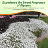 Outsidepride Perennial Sweet Alyssum Seeds - 1 lb. White Lobularia Maritima Seeds for Ground Cover, Pollinator-Friendly Gardens, Drought-Tolerant Landscaping, Easy-to-Grow in USDA Zones 7-9