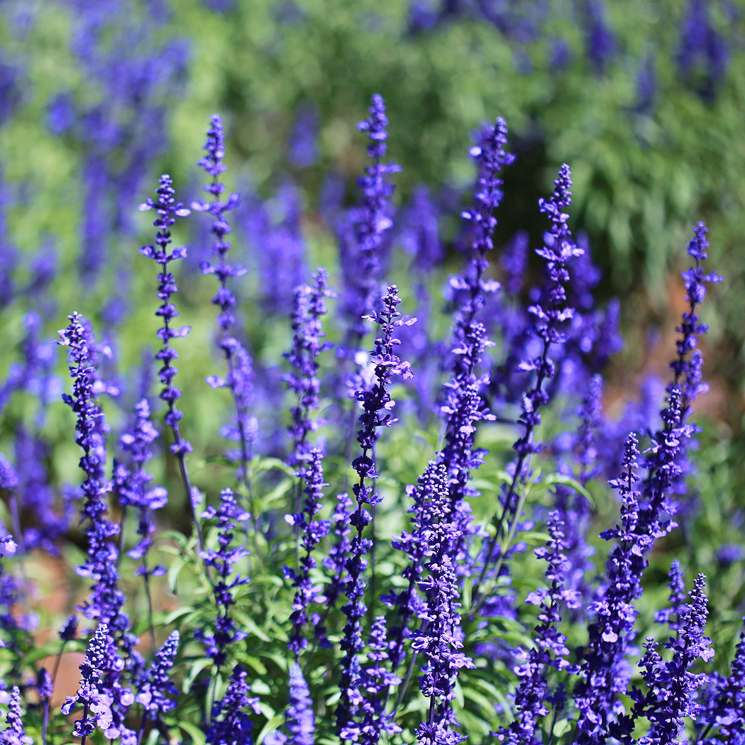 Outsidepride Blue Sage Seeds - 1/2 Lb. Perennial, Drought-Tolerant & Deer-Resistant Wildflower Seeds w/Fragrant Blooms for Pollinator Attractant for Butterfly & Hummingbird Gardens & Landscaping