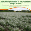 Outsidepride Gypsophila White Baby's Breath Seeds - 5000 Pcs. Annual Hardy, Easy to Grow & Drought Tolerant Wild Flower Seeds for Planting Vibrant Blooms in Pollinator Gardens & Floral Arrangements