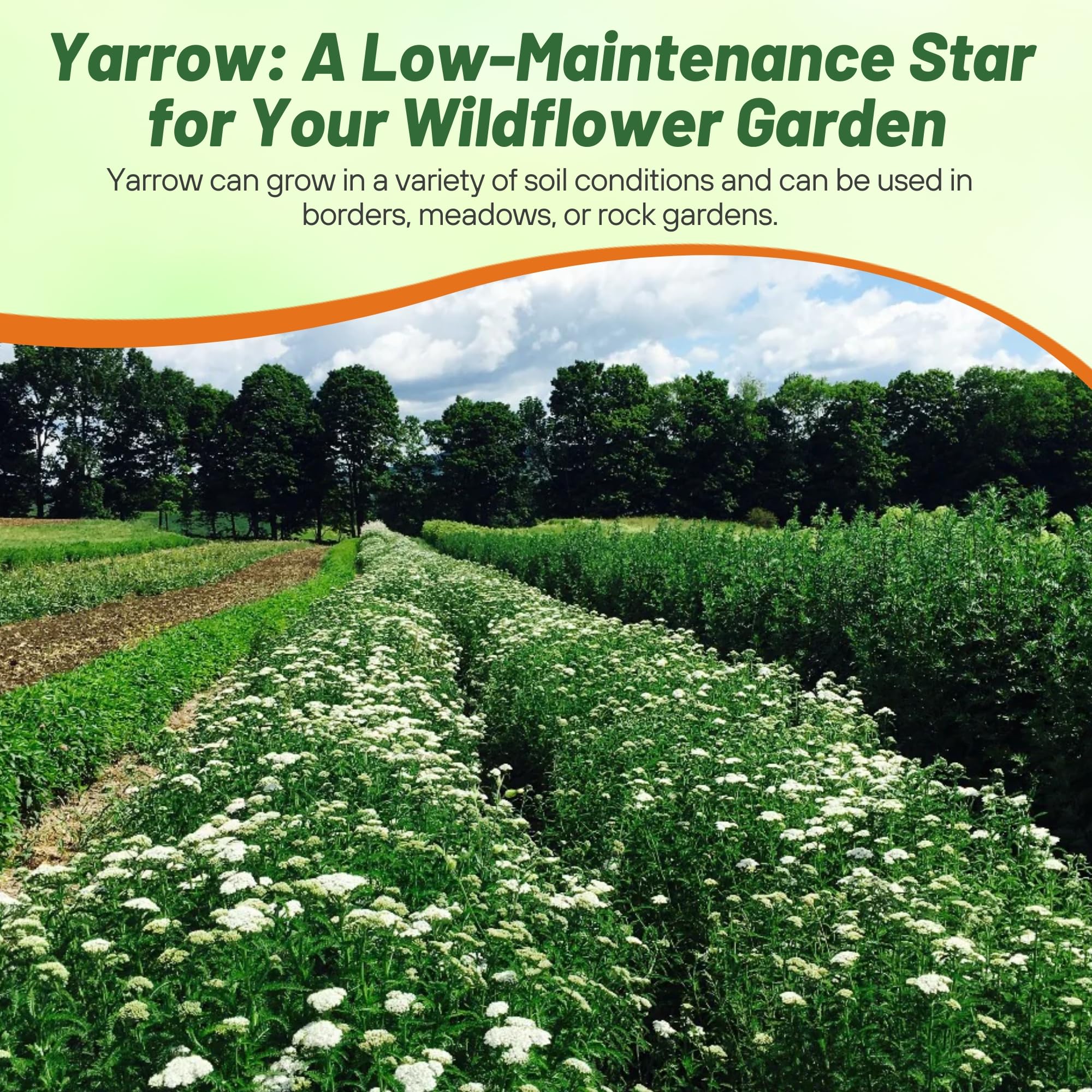 Outsidepride Achillea Millefolium Wild White Yarrow Seeds - 5 Lbs. Perennial Flower Seeds, Drought Resistant, Low Maintenance & Easy Planting for Beautiful Garden & Fireflies Attraction