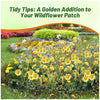 Outsidepride Tidy Tips Seeds - 5000 Pcs Annual Dazzling Golden-Yellow & White Blooms, Drought Tolerant, Self-Seeding, Ideal for Rock Gardens, Flower Boxes, Borders, Xeriscape & Low-Water Landscapes