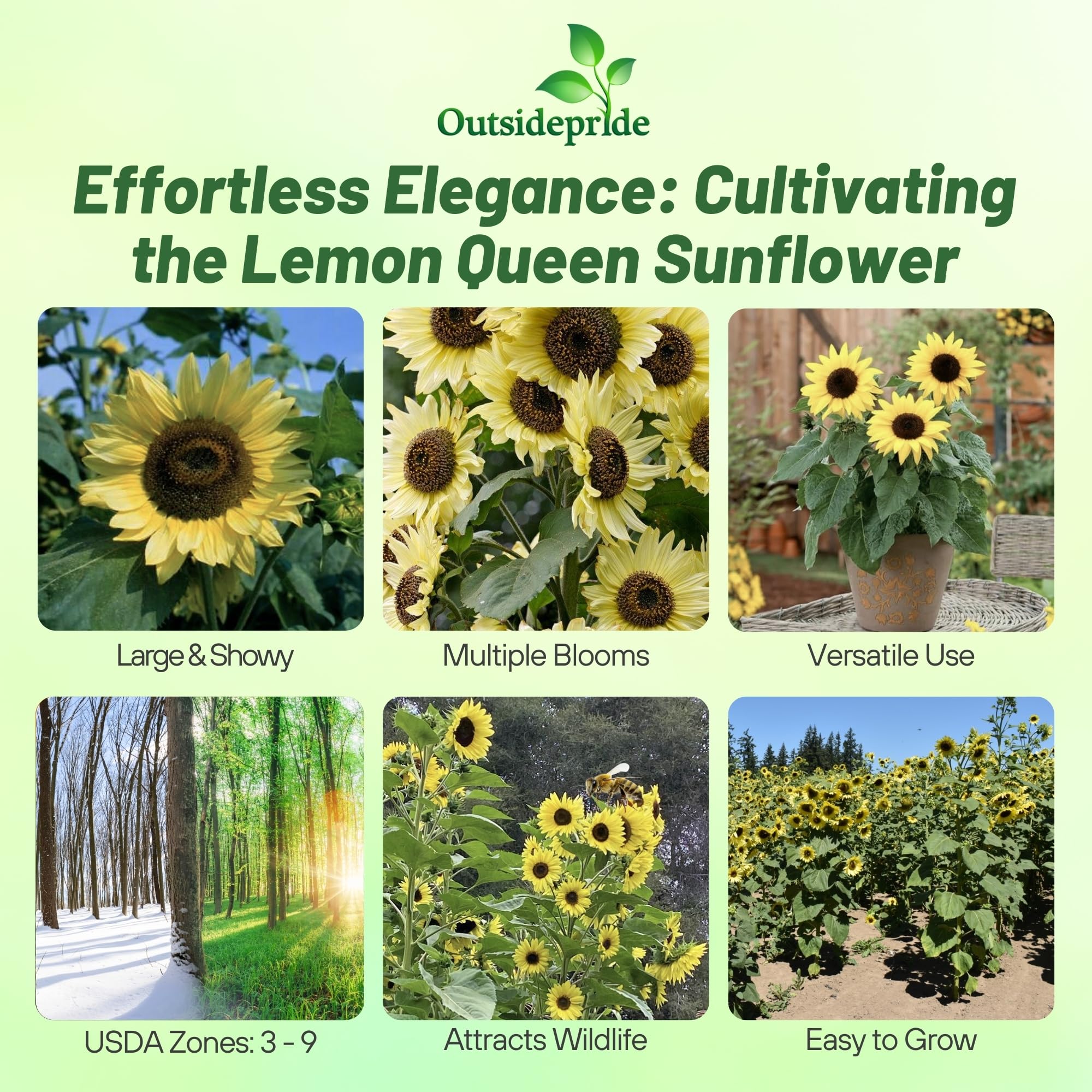 Outsidepride Lemon Queen Sunflower Seeds for Planting - 1/4 Lb. Annual, Easy to Grow Flower Seeds w/Vibrant, Abundant Blooms for Cut Flower Arrangements & Pollinator & Vegetable Gardens