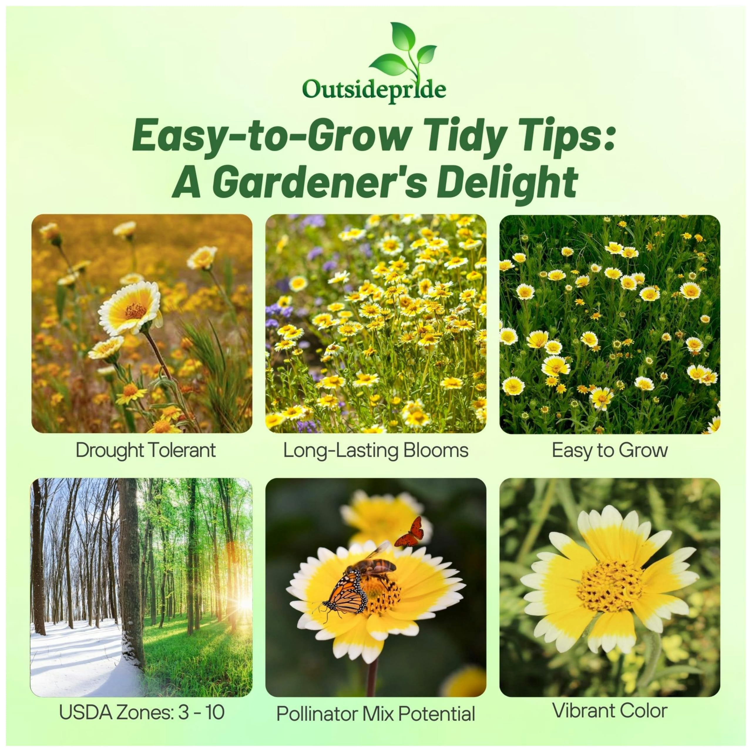 Outsidepride Tidy Tips Seeds - 5000 Pcs Annual Dazzling Golden-Yellow & White Blooms, Drought Tolerant, Self-Seeding, Ideal for Rock Gardens, Flower Boxes, Borders, Xeriscape & Low-Water Landscapes