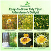 Outsidepride Tidy Tips Seeds - 5000 Pcs Annual Dazzling Golden-Yellow & White Blooms, Drought Tolerant, Self-Seeding, Ideal for Rock Gardens, Flower Boxes, Borders, Xeriscape & Low-Water Landscapes