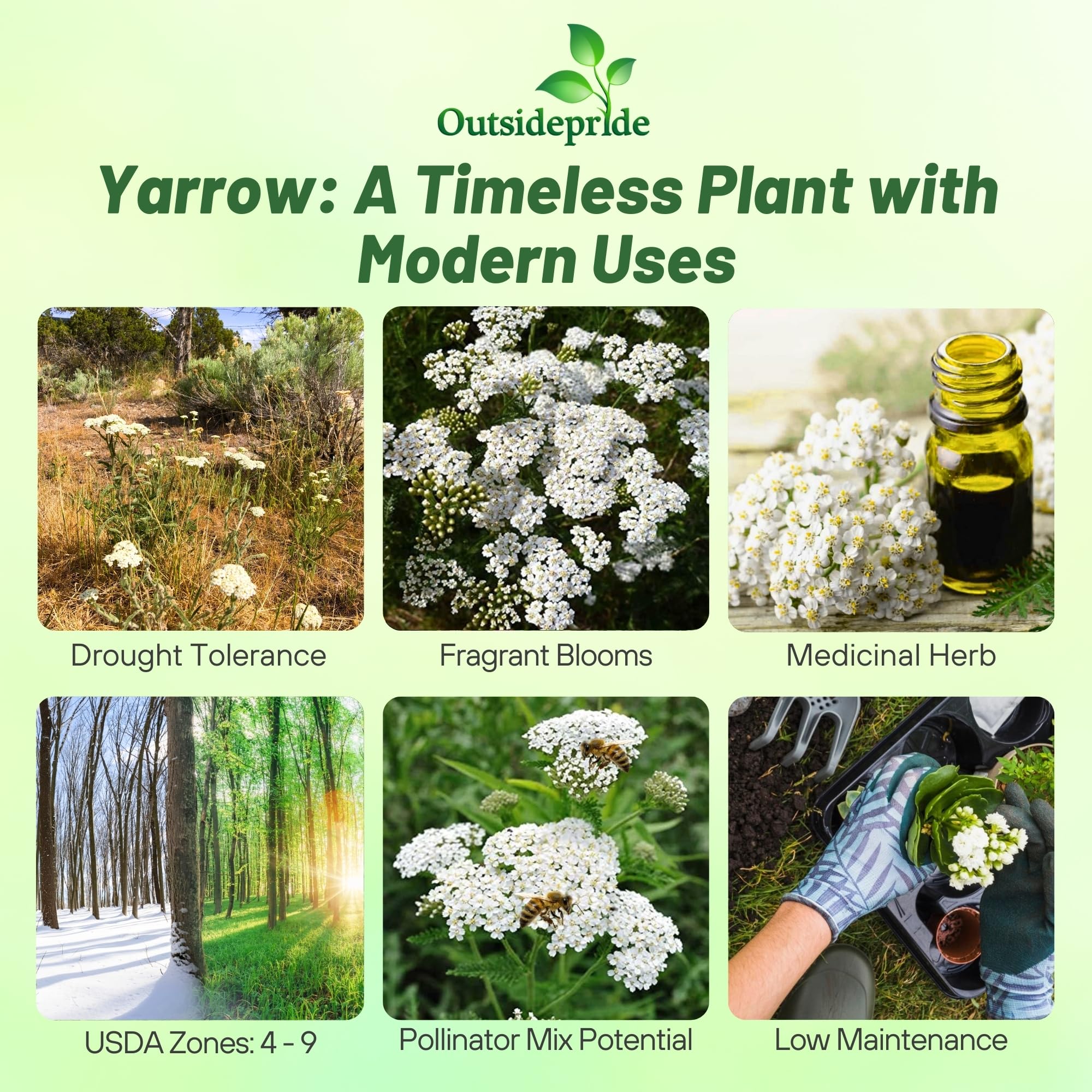Outsidepride Achillea Millefolium Wild White Yarrow Seeds - 5 Lbs. Perennial Flower Seeds, Drought Resistant, Low Maintenance & Easy Planting for Beautiful Garden & Fireflies Attraction