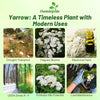 Outsidepride Achillea Millefolium Wild White Yarrow Seeds - 5 Lbs. Perennial Flower Seeds, Drought Resistant, Low Maintenance & Easy Planting for Beautiful Garden & Fireflies Attraction