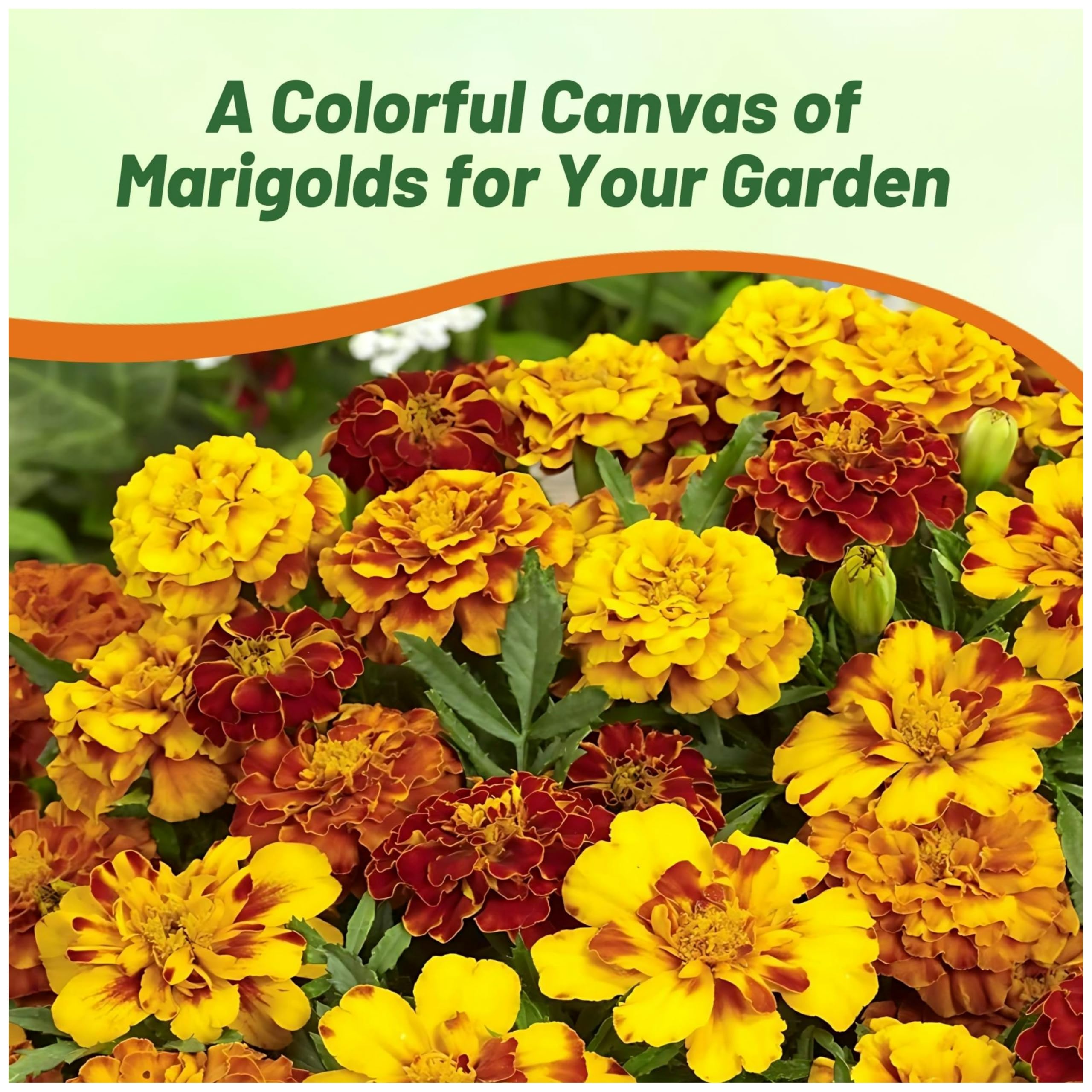 Outsidepride French Marigold Seeds Mix - 1/4 Lb. Annual, Compact, Heat & Drought Tolerant Flower Seeds for Planting w/Orange & Yellow Prolific Blooms, Ideal for Vibrant Pollinator Gardens