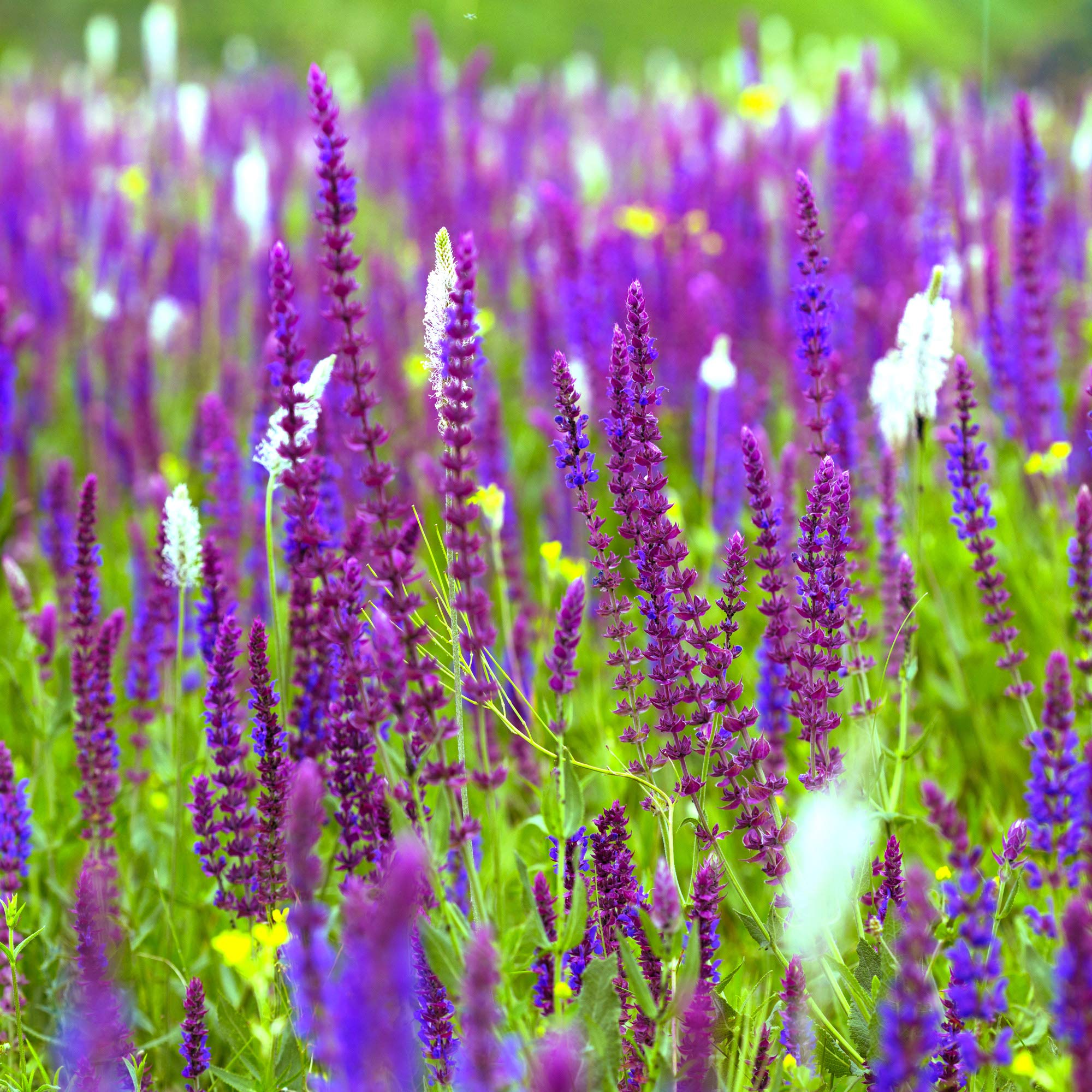Outsidepride Sage Seeds - 1 lb. Perennial, Easy to Grow, Drought-Tolerant & Versatile Herb Seeds for Planting Aromatic & Vibrant Prickly Mauve Blooms, Great for Xeriscaping & Pollinator Gardens