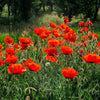 Outsidepride Red Poppy Seeds for Planting - 1/4 lb. Annual, Drought-Tolerant & Easy to Grow Wildflower Seeds with Vibrant Red Blooms for Landscaping, & Pollinator Garden