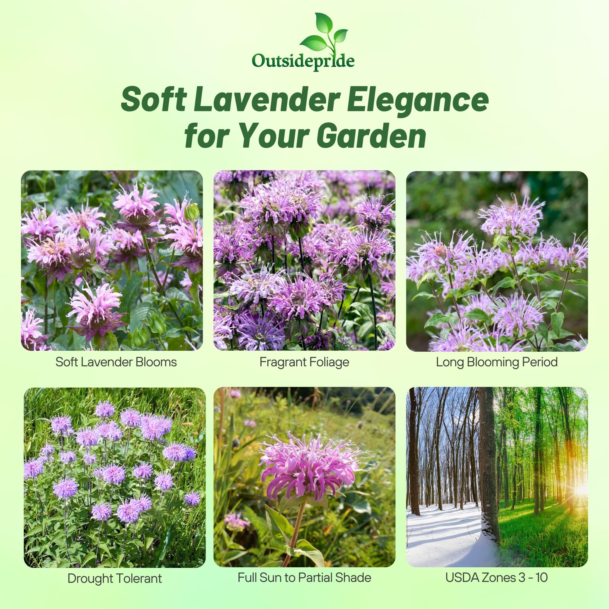 Outsidepride Wild Bergamot Seeds - 1000 Pcs Perennial, Easy to Grow & Pollinator Friendly Monarda Fistulosa Flower Seeds for Planting Aromatic Leaves & Edible Blooms, Ideal for Teas & Potpourri