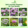 Outsidepride Wild Bergamot Seeds - 1000 Pcs Perennial, Easy to Grow & Pollinator Friendly Monarda Fistulosa Flower Seeds for Planting Aromatic Leaves & Edible Blooms, Ideal for Teas & Potpourri