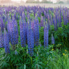 Outsidepride Wild Blue Perennial Lupine Seeds - 1 Lb. Self-Sowing, Cold Hardy & Frost Tolerant Wildflower Seeds for Fall Planting, Ideal for Attracting Pollinators & Hummingbirds